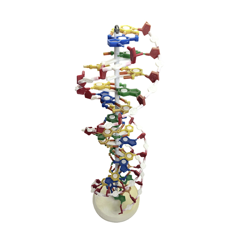 مدل DNA، مدل مارپیچ دوگانه DNA، مدل پزشکی دو مارپیچ رنگ DNA