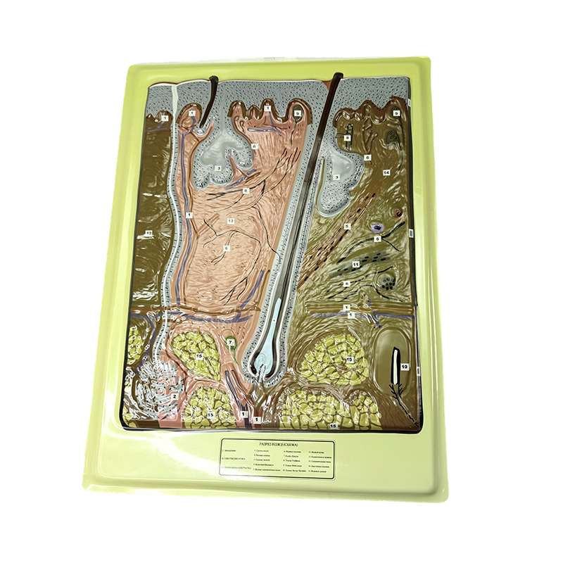مدل تسکین دهنده پوست